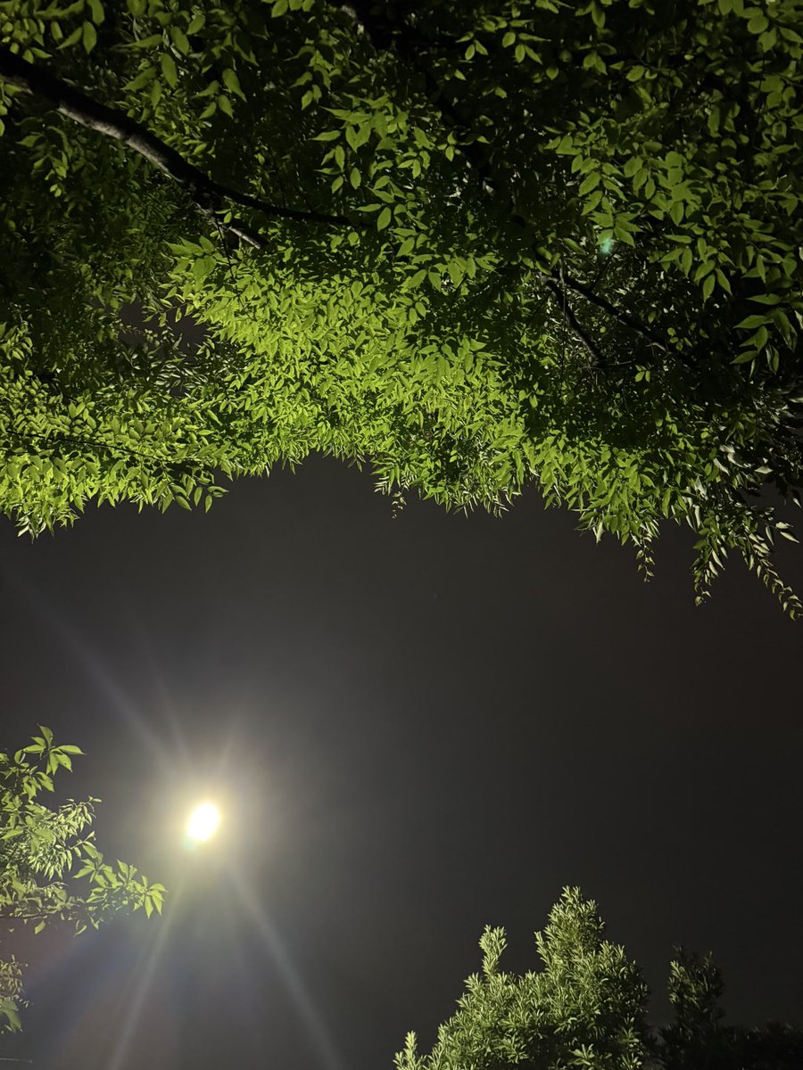 ritukammd's tweet photo. 先日、息子に押してもらって散歩に出た時に撮った写真。
いい感じに撮れたんだけど
月に見えるソレは街灯 https://t.co/l6eXk7Uo3w