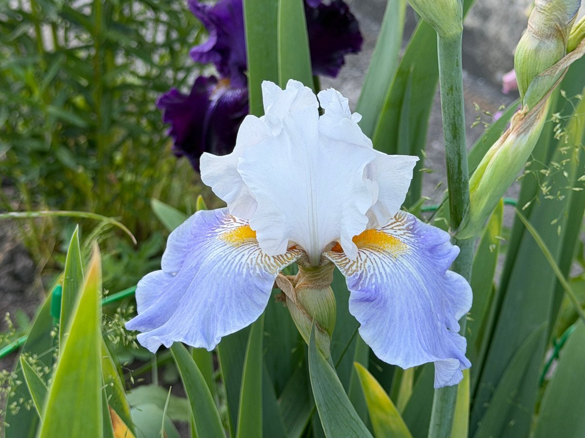 GrigorianAnait's tweet photo. 植物園で、豪華な品種のアイリスが満開です。多くの園芸品種の中には、品種改良によって香りが薄れてしまう花もありますが、アイリスの多くはその独特で、うっとりするような甘い香りを残しています。花が萎れ始めると、花びらの色が濃くなり、その香りはまるでさらに甘みを増したかのように漂います。 https://t.co/aDmhkXSQ8m