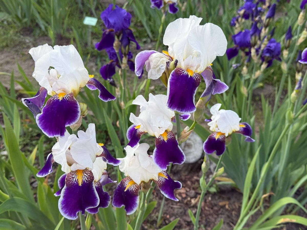 GrigorianAnait's tweet photo. 植物園で、豪華な品種のアイリスが満開です。多くの園芸品種の中には、品種改良によって香りが薄れてしまう花もありますが、アイリスの多くはその独特で、うっとりするような甘い香りを残しています。花が萎れ始めると、花びらの色が濃くなり、その香りはまるでさらに甘みを増したかのように漂います。 https://t.co/aDmhkXSQ8m
