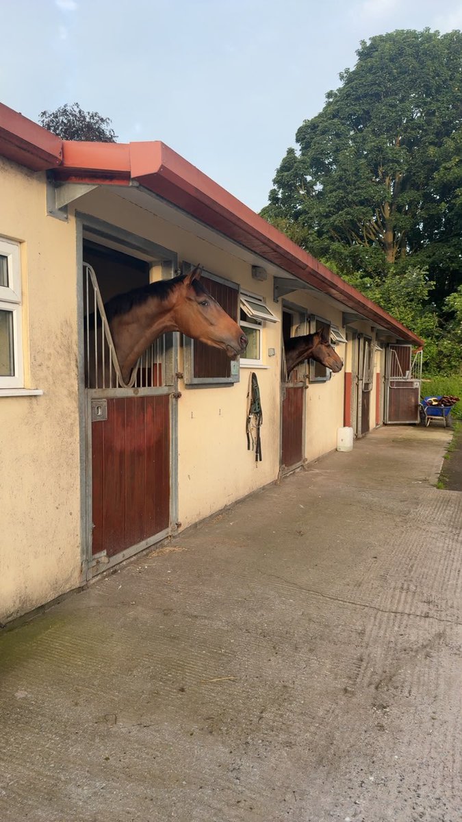 NRuthJefferson's tweet photo. The new horses have arrived safely! A couple of days to settle in and then they will be started next week 🤞🍀 https://t.co/oRRxWYkAqC
