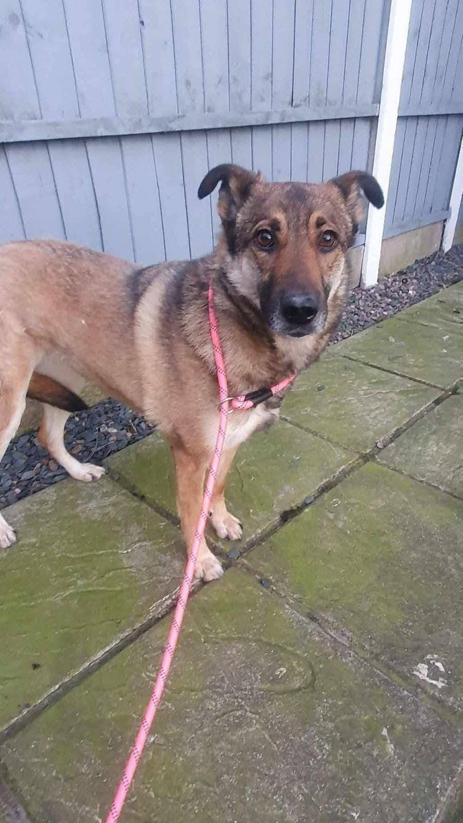 Pawprints2F's tweet photo. West Midlands-Foster

Annette always gets overlooked💔
In fact she's been cancelled 4 times, because 'she's not the one'.
She is 5 years old and is a calm, gentle girl who loves with her whole heart💖
She can live with dogs, savvy cats and savvy kids 10+

https://t.co/UKATK6O6W4 https://t.co/pblhlh05DJ