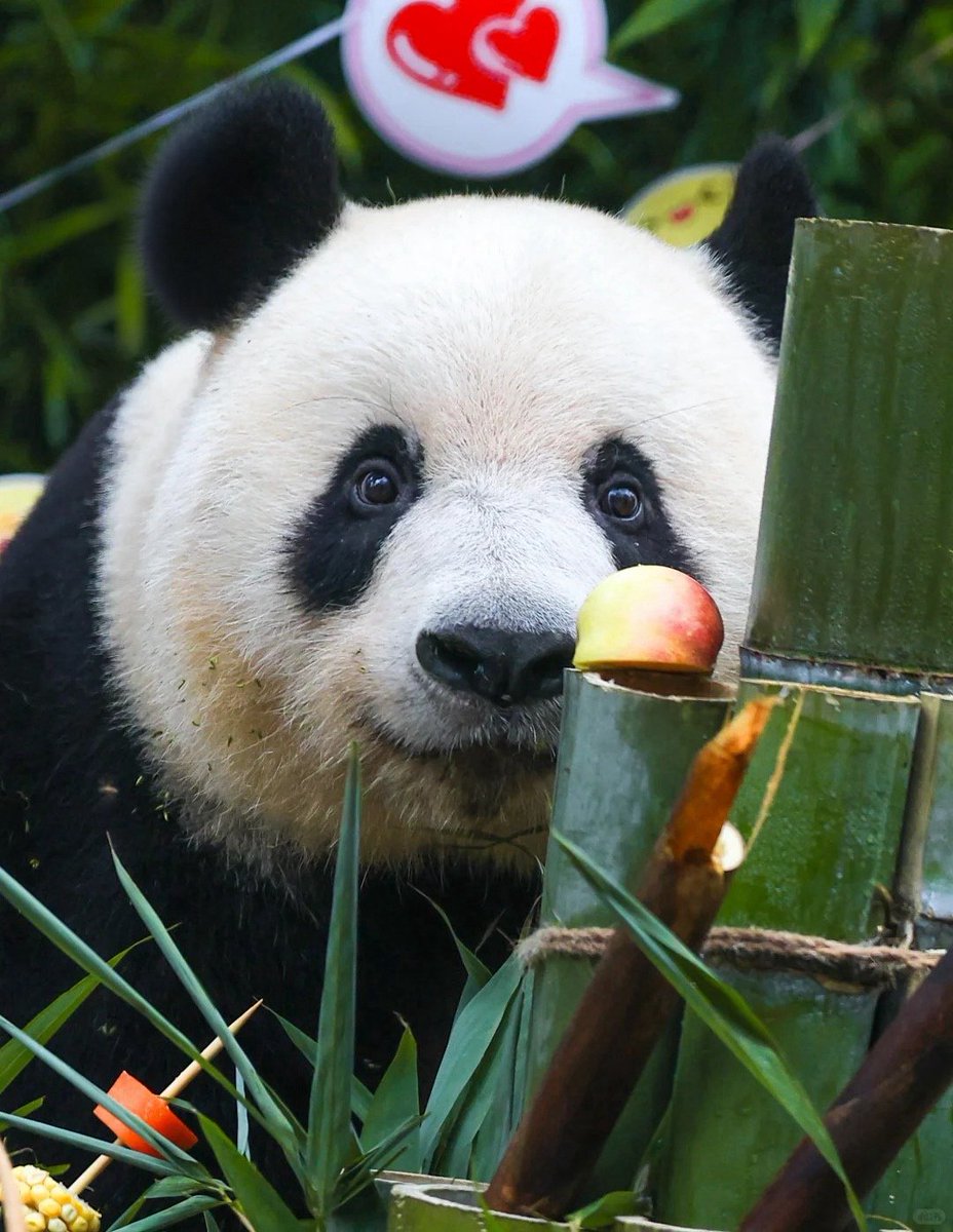Hello_YuCheng's tweet photo. It's the third birthday of Princess Xiangxiang at Bifeng Gorge, Ya'an. Happy 9th birthday! 🎂  #xiangxiang https://t.co/fACAc8Hun9