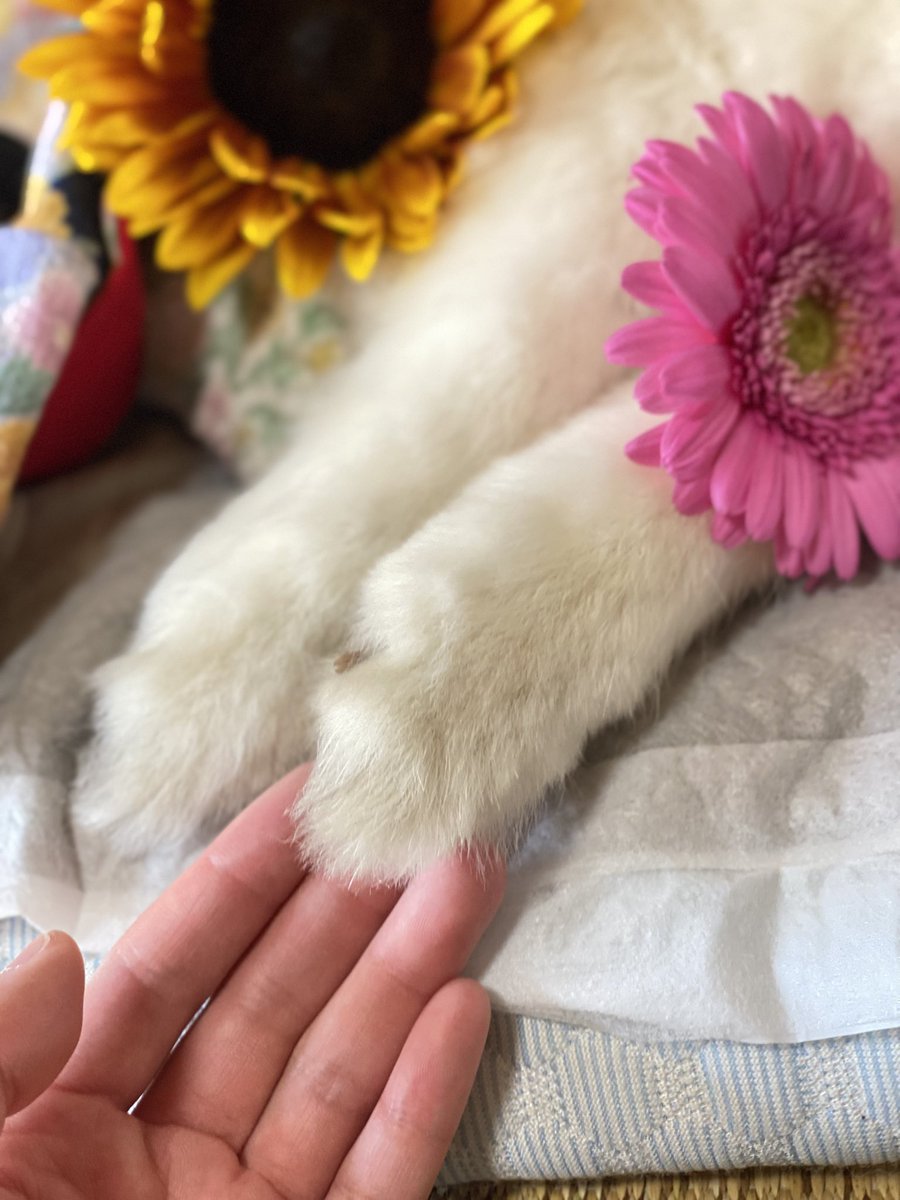 meatpunch1013's tweet photo. まるちゃんが昨晩6月11日に虹の橋を渡りました。13歳5ヶ月でした。こんなに早くお別れするとは思ってなくて今だに戸惑っています。10月に伊豆旅行も予約していた矢先..。後1年は共に過ごしたかった。
今まで優しいリプやいいねくださった皆様ありがとうございました。たくさん愛されて幸せな犬生でした https://t.co/V0QrSefGc7