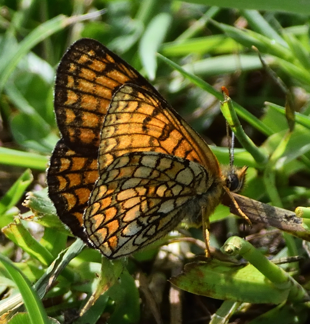 BegonyaTorres's tweet photo. Vaig veure a Tregurà de Dalt aquest tres damers. Crec que podrien ser:
1. Damer boscà (Melitaea athalia)
2. Damer de la centàurea (Melitaea phoebe) 
5. Damer de prat (Melitaea parthenoides)
No estic segura de si és correcte. Si veieu que hi ha algun error us agrairé m'ho digueu. https://t.co/WERELWRDDm