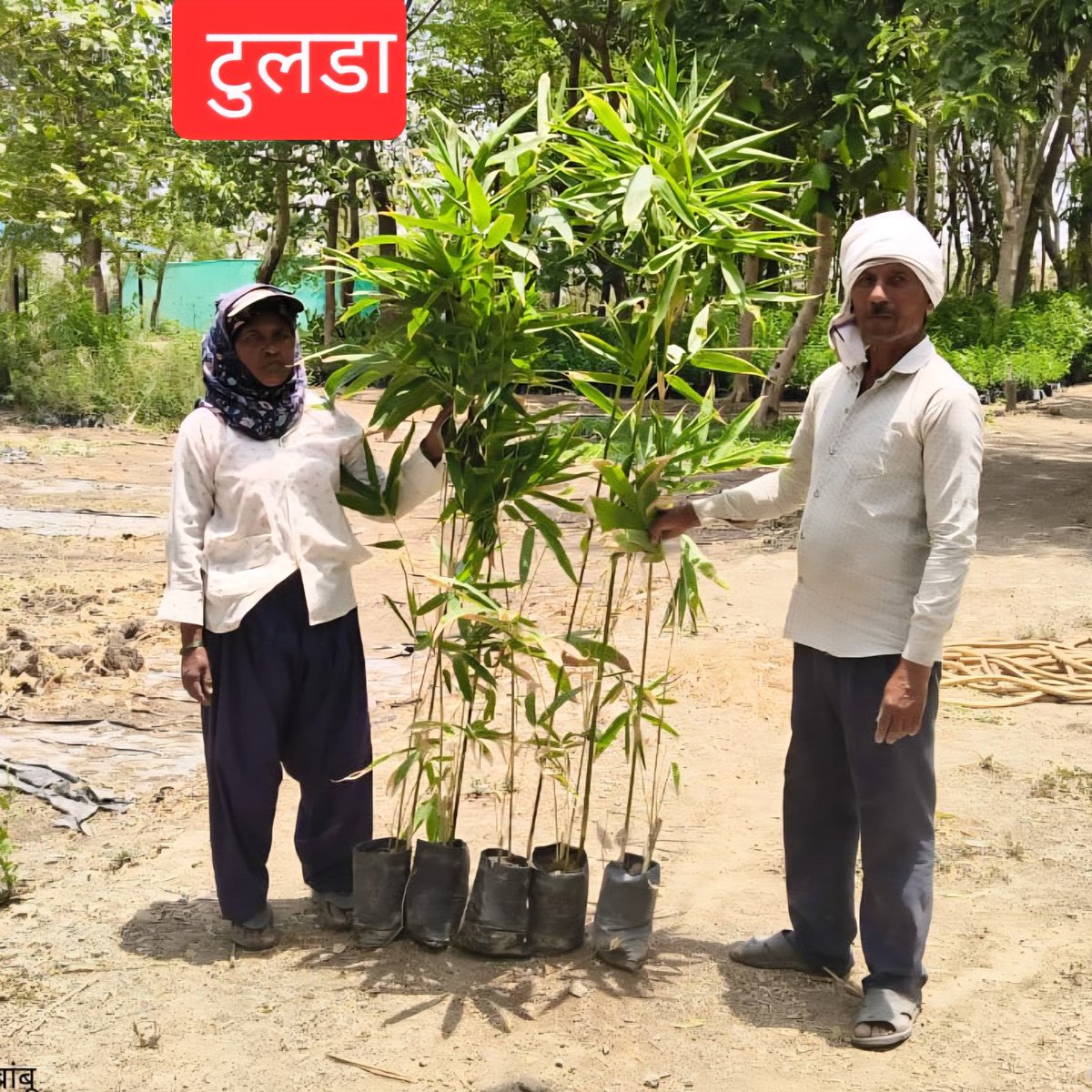 MahaForest's tweet photo. सामाजिक वन���करण विभाग, नागपूर
​शेतकऱ्यांना जाहीर आवाहन: ठोंबरा (सामाजिक वनीकरण परिक्षेत्र उमरेड) रोपवाटिकेमधून सवलतीच्या दरात बांबूची रोपे उपलब्ध!

​सर्व शेतकरी बांधवांना याद्वारे सूचित करण्यात येते की, 'वन महोत्सव' कालावधी येत्या १५ जूनपासून सुरू होत आहे. 
या सुवर्णसंधीचे औचित्य साधून सामाजिक वनीकरण विभाग अंतर्गत असलेल्या ठोंबरा रोपवाटिकेमध्ये उच्च दर्जाची बालकोवा (Bambusa balcooa) आणि   टुलडा (Bambusa tulda) या बांबूच्या प्रजातींची रोपे अत्यंत सवलतीच्या दरात उपलब्ध करून देण्यात आली आहेत.

​ही रोपे मिळवण्यासाठी आणि अधिक माहितीसाठी तुम्ही खालील संबंधित अधिकारी/कर्मचारी वर्गाशी त्वरित संपर्क साधू शकता.
संपर्क क्रमांक:
1. श्री. दीपक बागडे, वनपरिक्षेत्र अधिकारी, सामाजिक वनीकरण ��मरेड ९७६४८४८६९५ 
2. श्री. बालाजी टिपराळे, वनरक्षक  ९७६५३४२०२० 

​बांबूची लागवड ही शेतकऱ्यांसाठी अत्यंत फायदेशीर ठरणारी आहे. माझी सर्व शेतकरी बांधवांना विनंती आहे की, त्यांनी पुढाकार घेऊन ही उत्तम दर्जाची बांबूची रोपे आपल्या शेतात तसेच शेताच्या बांधांवर नक्की लावावीत.
यामुळे जमिनीची धूप थांबेल आणि भविष्यात उत्पन्नाचा एक चांगला स्रोत तयार होईल. त्याकरिता आपण वरील अधिकारी कर्मचारी यां���्याशी संपर्क साधून आपला शेताचा ७/१२ उतारा सादर करावा व ठोंबरा रोपवाटिका येथून सदर बांबू रोपे शासकीय दरात प्राप्त करून घ्यावीत.

​सर्व शेतकरी मित्रांनी या योजनेचा जास्तीत जास्त लाभ घ्यावा, असे अवाहन करण्यात येत आहे.  
- नंदकिशोर राऊत,
सामाजिक वनीकरण विभाग,नागपूर.

#वनमहोत्सव #सामाजिक_वनीकरण #बांबूशेती #बालकोवा #टुलडा #बांबू_लागवड