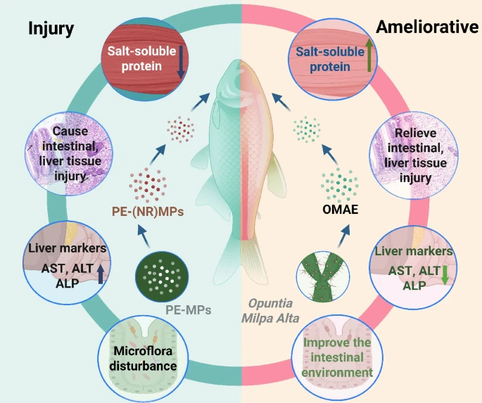Engineering2026's tweet photo. 🔎This study offers new insights into ecotoxicological measures for microplastic pollution and suggests that natural plant extracts can help protect environmental health.

👉https://t.co/1N6r2MUBHx https://t.co/RkYdSJNBwY