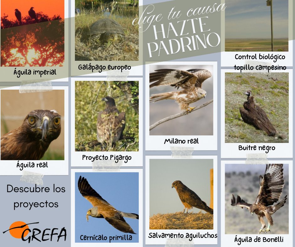 GREFA_Fauna's tweet photo. ¡Tu proyecto de conservación te espera! 🦅🐢
En #GREFA cumplimos 45 años salvando nuestra fauna. ¡Sé el motor de su recuperación! Con "Busca Padrino" tú eliges a quién proteges: águilas, buitres, galápagos... 💚
¡Da el paso hoy! 👉 https://t.co/l7no5YRcsy
#ApadrinaGREFA https://t.co/tIh25BEhxF