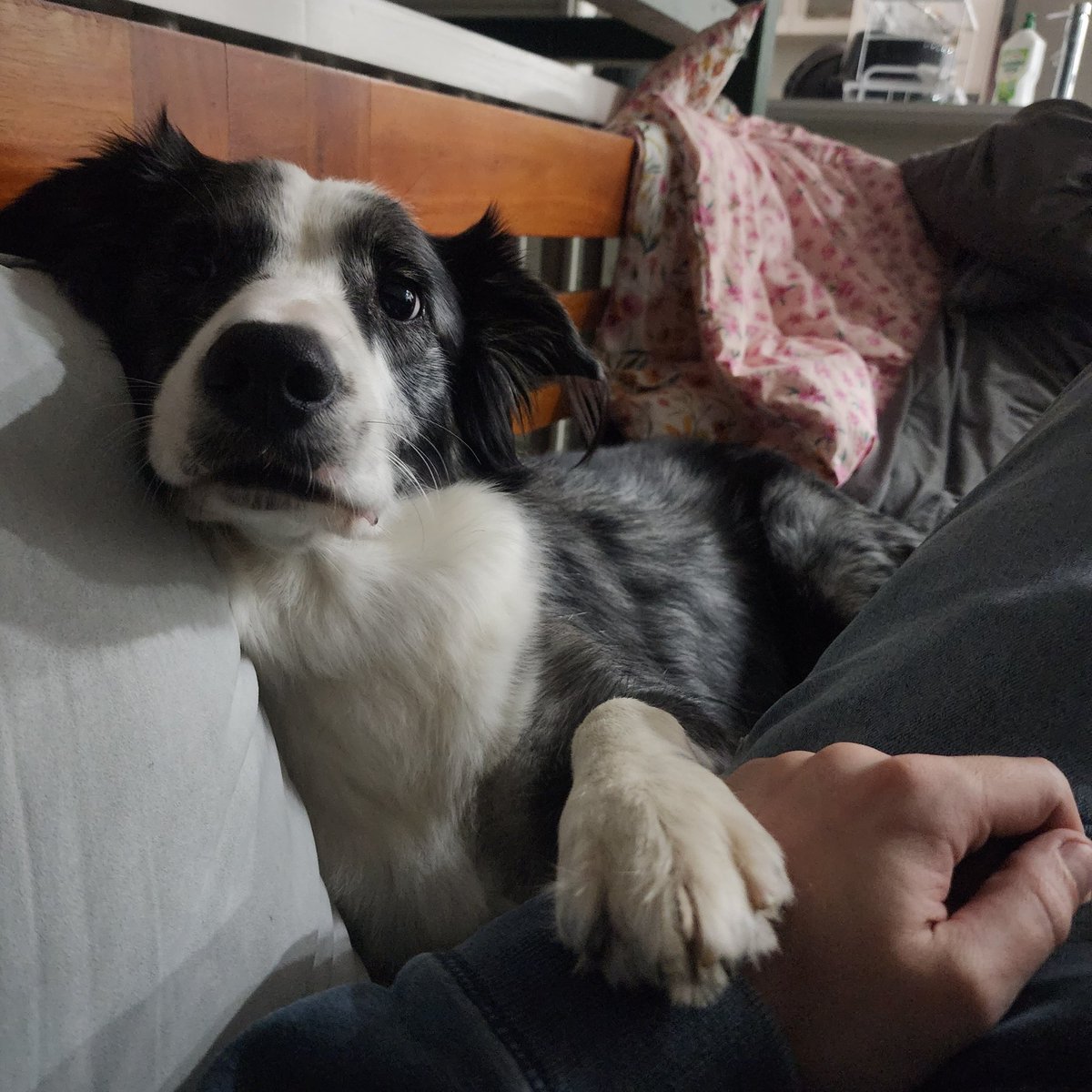culverit's tweet photo. "Excuse me sir, did I say you could stop patting me?" https://t.co/7T0z2QQSrz