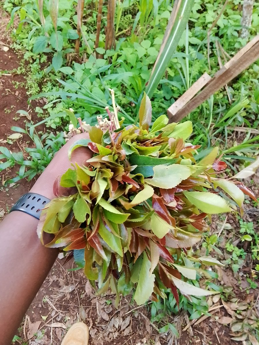 tonando7's tweet photo. @SomoinaKapeen Tupatane wapi leo https://t.co/MnI3iqKZ26
