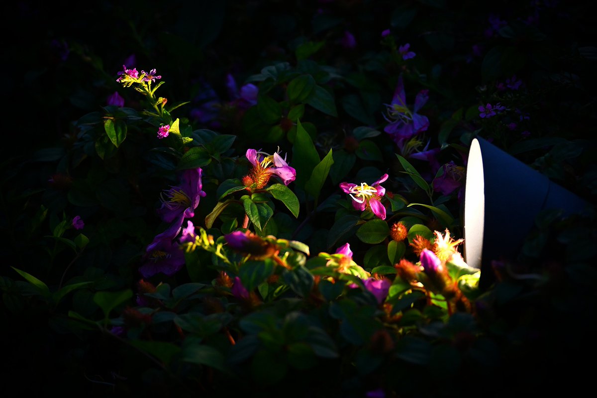 XXOXO_9's tweet photo. Looming in the dark
#キリトリセカイ
#写真好きな人と繋がりたい
#カメラ好きな人と繋がりたい
#Nikon #Z72 https://t.co/XFzhLQT90D
