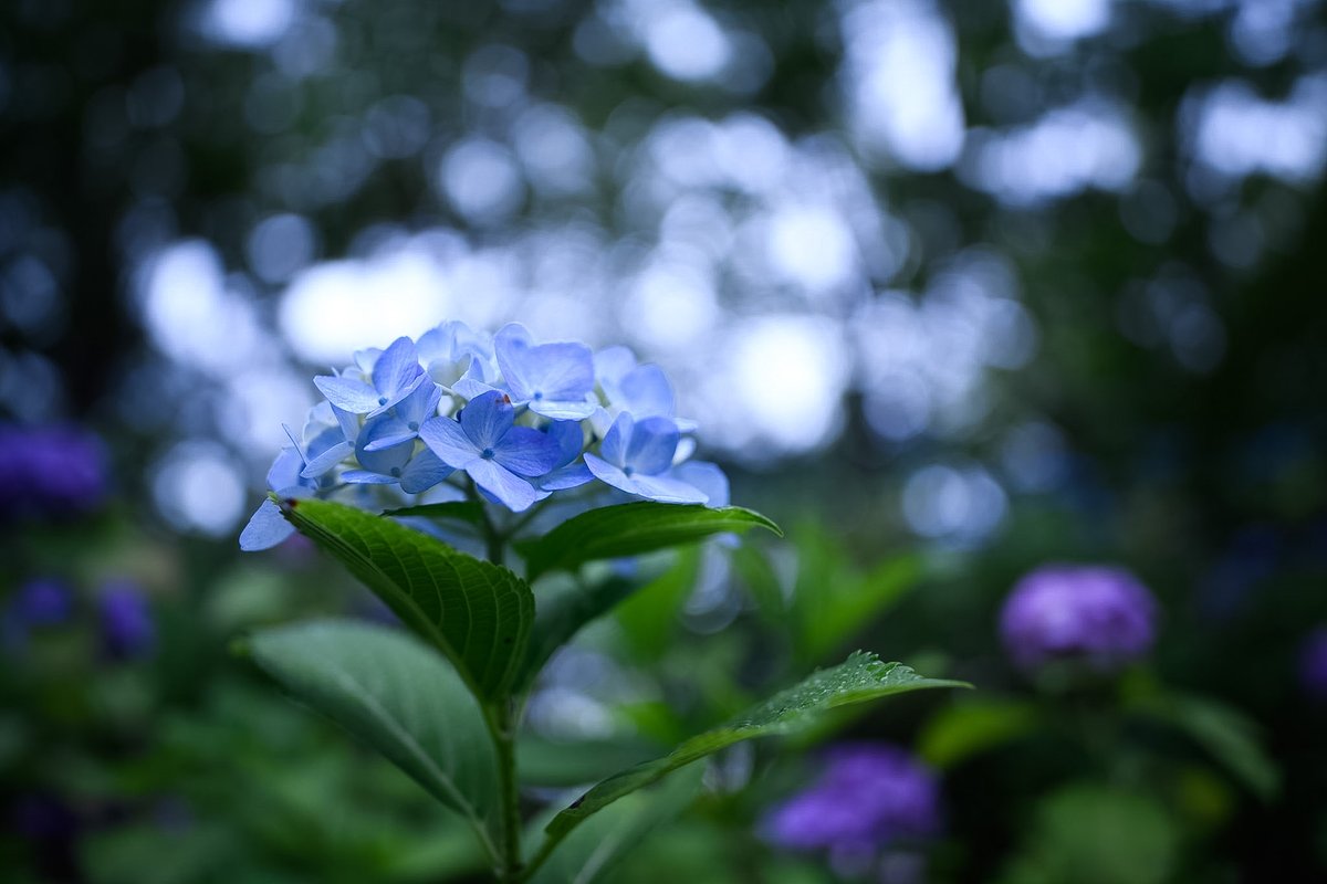 fox_flanker's tweet photo. 陰キャ陽キャ

Nikon D850,
ZEISS Otus 1.4/28 ZF.2,
Apo-Distagon 28mm F1.4
#Nikon #D850 #ZEISS #CarlZeiss #Otus #Distagon https://t.co/pi8tRx8Agb