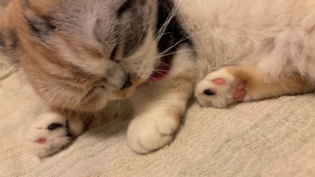 cocointw's tweet photo. なんてかわいいブラックピンクの肉球なんですかけしからん https://t.co/L1167SyEDj
