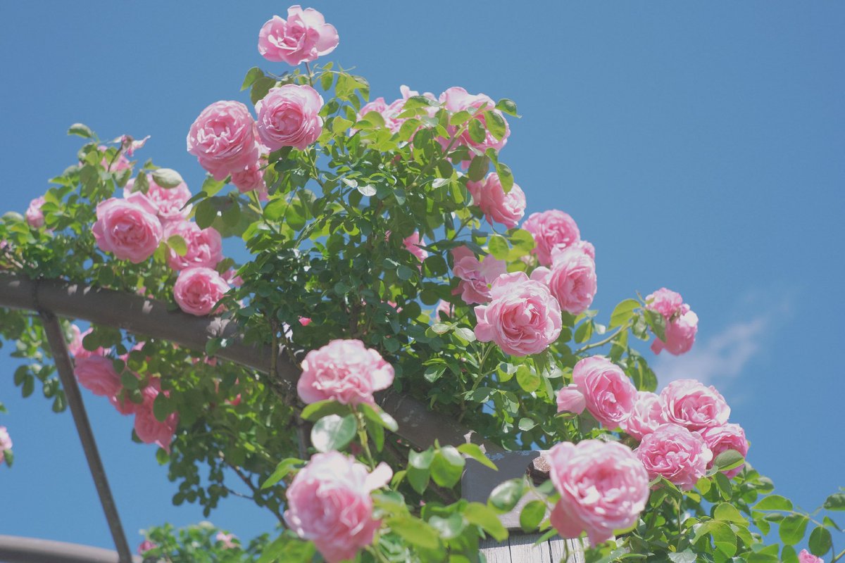 sui_3mg's tweet photo. 初夏、薔薇の香る日 https://t.co/f0bayBOjgk