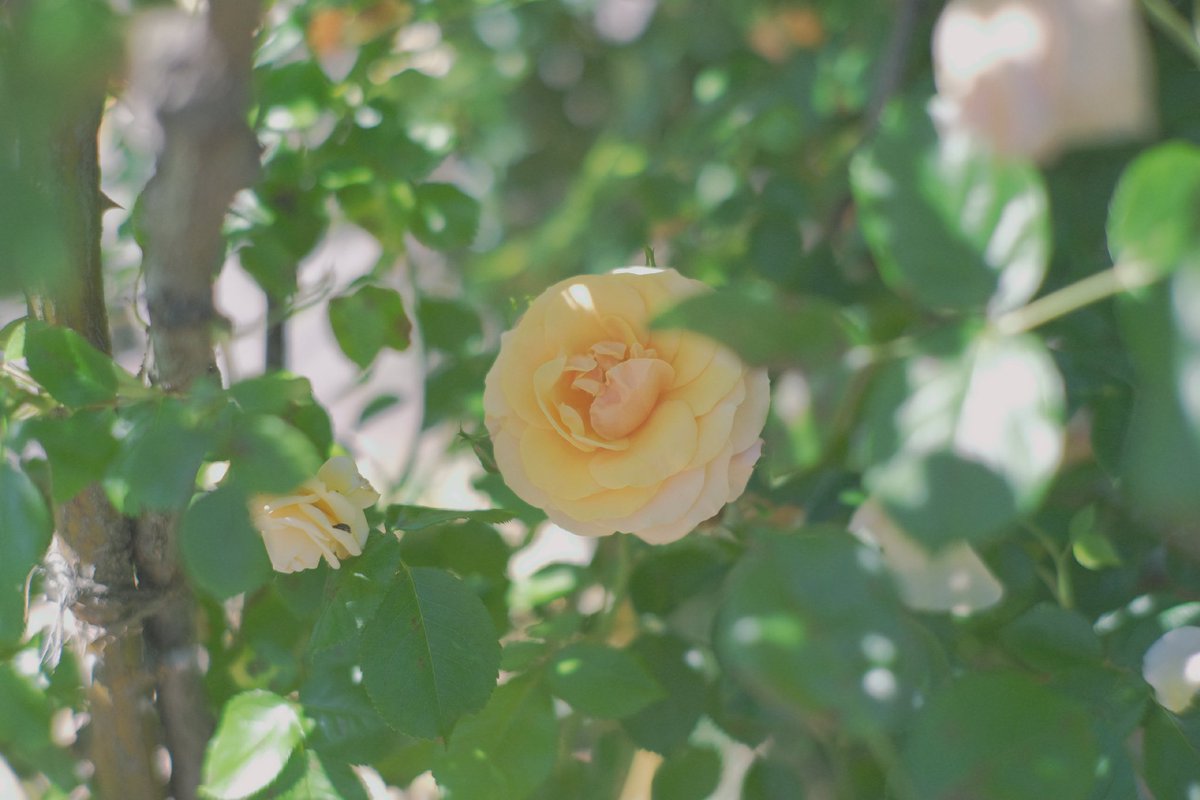 sui_3mg's tweet photo. 初夏、薔薇の香る日 https://t.co/f0bayBOjgk