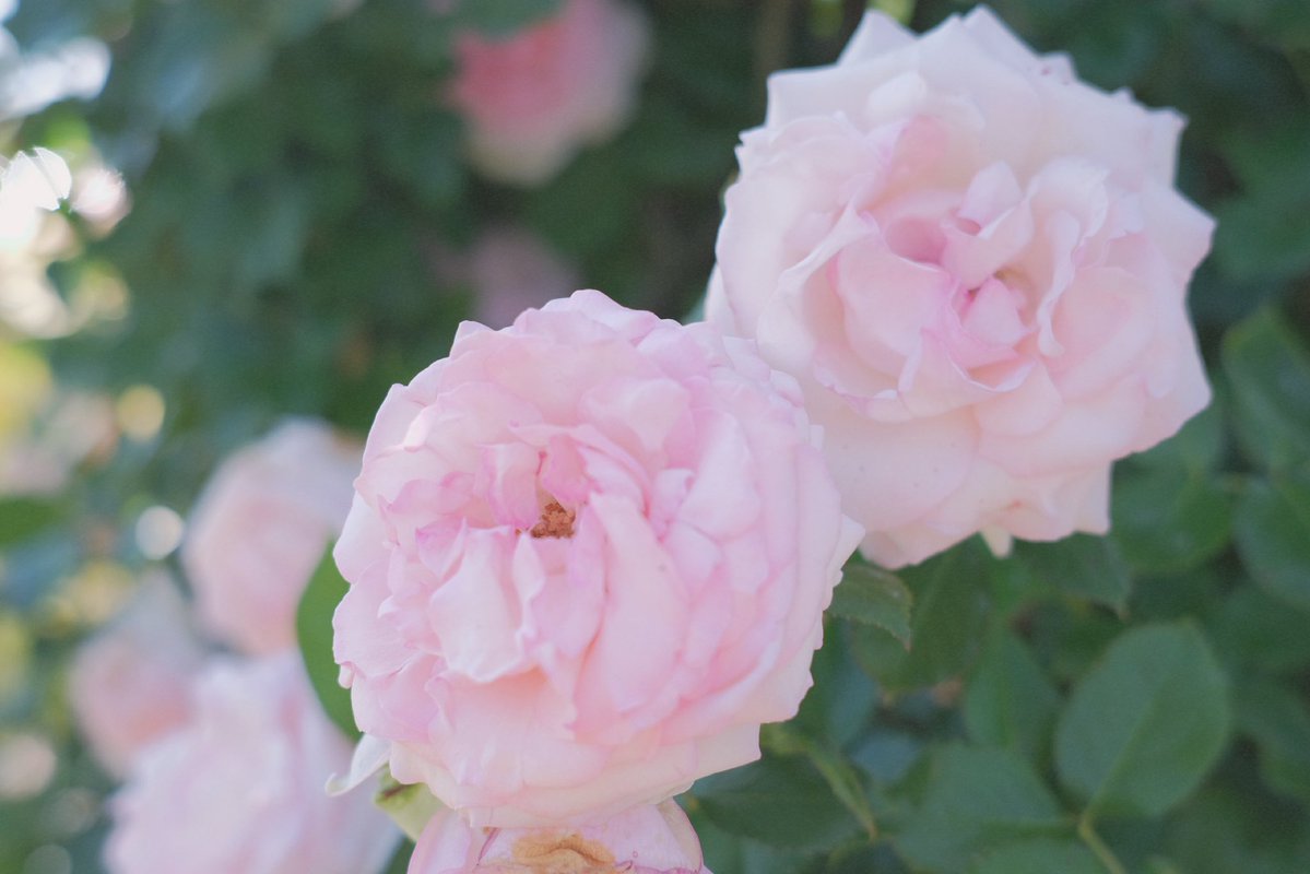 sui_3mg's tweet photo. 初夏、薔薇の香る日 https://t.co/f0bayBOjgk