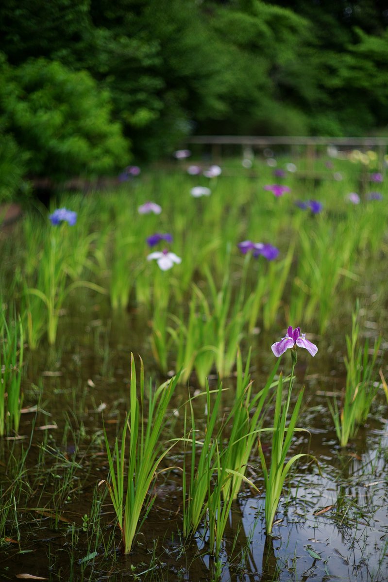 flashback_staff's tweet photo. 試写館に Super Rokkor 50mm f1.8 (L) の試写を追加しました!
ダブルガウスらしい豊かなボケ味が楽しめる大口径レンズ。
独自の設計により開放からキリッと像を結びます。面白いレンズです！
https://t.co/PPNQffORjQ https://t.co/hksqRmd7Ff