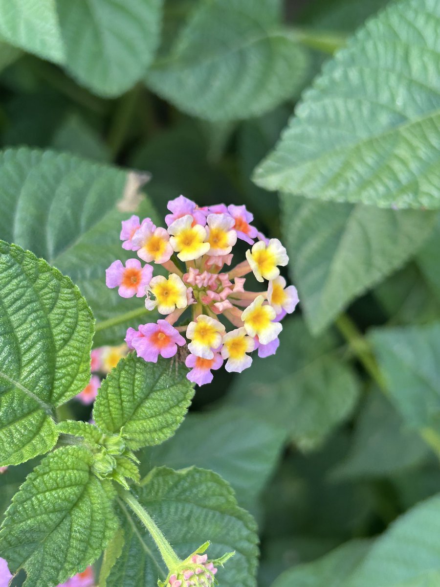 FlFoYo's tweet photo. Nature said: why pick one color when you can wear them all?” 🌸🧡💛

#FlowerPhotography #NaturePhotography #FlowerOfTheDay #BotanicalPhotography #NaturalBeauty https://t.co/7n0WD70Guo