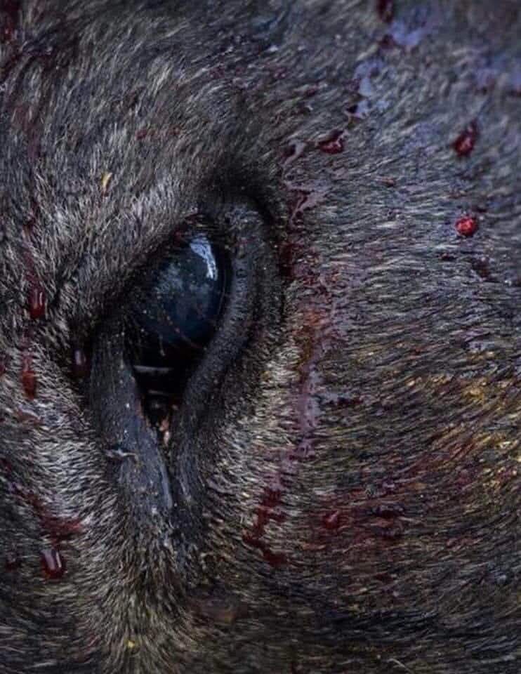 AdeaClaude's tweet photo. C'est le regard d'un taureau quand déjà sa vie s'éteint, après avoir été torturé et tué.
Toute la misère humaine se reflète dans son regard ...😭😭😡😡😡 https://t.co/M1T3TRjUu7