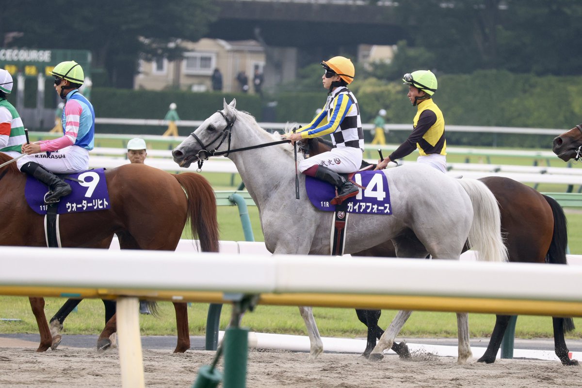 tmk_m3's tweet photo. 🌼ガイアフォース 横山武史騎手

最後の末脚で捉えられると思ったけど、クビ差2着😭
ここ最近で1番悔しかったし、レース終わった後、放心状態すぎた…( т т )
惜しいレースが続いていて、このコンビでG1勝ちたいなあ。

2026.6.7 東京11R 安田記念 https://t.co/efARiHSD2K