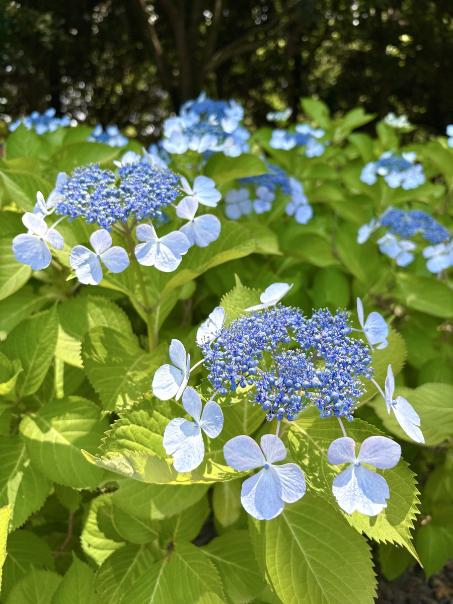 KasugaPark's tweet photo. 紫陽花
百合

に引き続き

西洋ニンジンボクも少しずつ咲き始めました。 https://t.co/HkXLViiM17