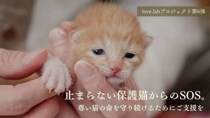 READYFOR_cf's tweet photo. 保護猫カフェlove.labは、福島県郡山市を拠点にこれまで2000頭以上の猫を新しい家族に繋いできました。

しかし、止まらない保護猫からのSOS、高騰する物資、増え続ける医療費…。必要な費用は、年々増え続けています。

これからも保護猫たち一匹一匹に愛を届け、幸せな未来へと送り出すために。どうか命を守るためのご支援をお願いします。
https://t.co/8cpqrm8uwy