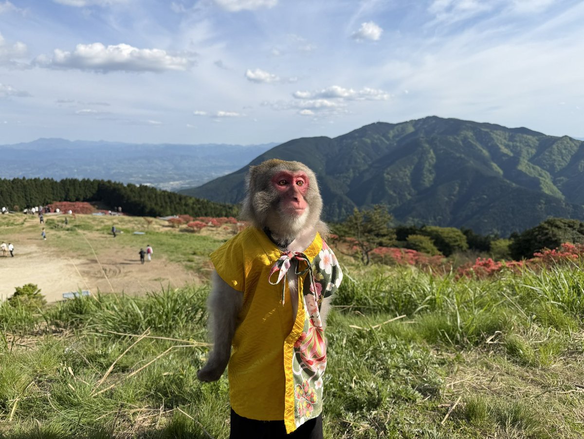 nisukekikaku's tweet photo. 🗺️葛城高原ロッジ🗺️
オフショット!!

#猿まわし　#つつじ　#葛城高原　#ニホンザル　#monkey https://t.co/QRQpttP6kp