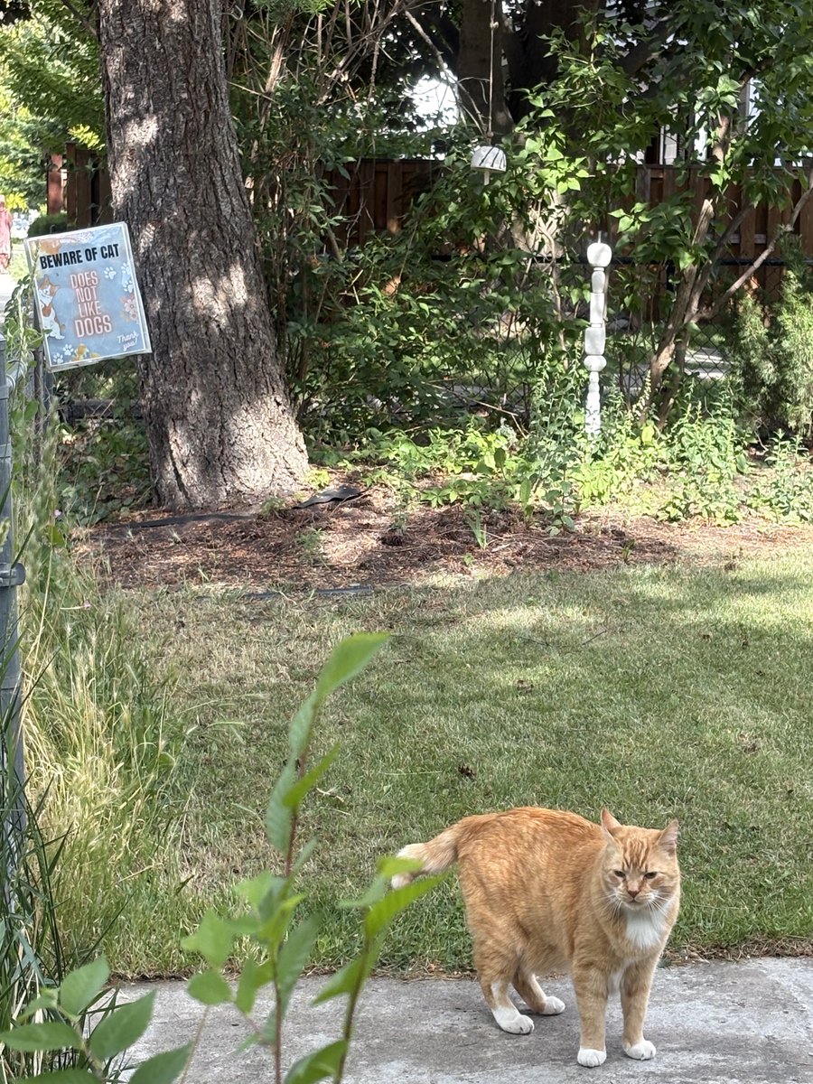 NotTheSimpsons's tweet photo. @UJbeh3dFZUgHf6D The Beware of Cat sign is in next picture. https://t.co/fOH8QPgJH4