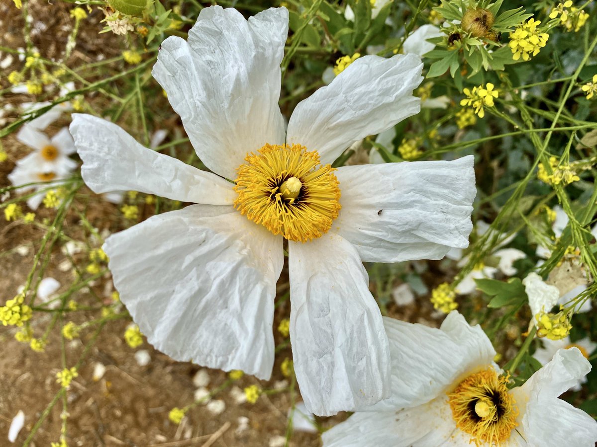 Leslie64993617's tweet photo. Flowers for everyone.  This native shrub is called a Matilija poppy. (autocorrect puppy🐶🤦‍♀️).   Beautiful large flimsy tissue-like white flowers loved by pollinators. https://t.co/89UhmEkyVh