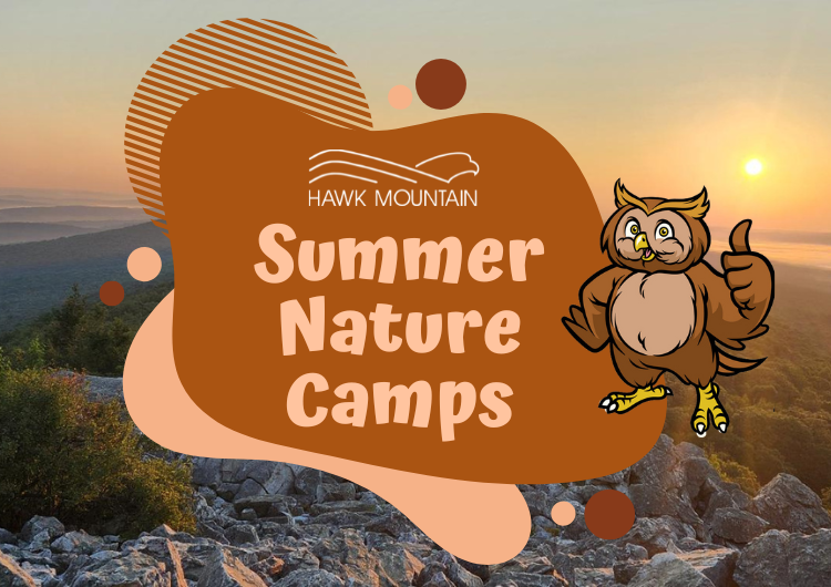 Hawk_Mountain's tweet photo. Our Summer Nature Camps begin next week! There's still time to sign up for future weeks; check out all the upcoming themes and learn more at the link below.

https://t.co/RYJ4XIm8RV https://t.co/W2BsT5ZKDn