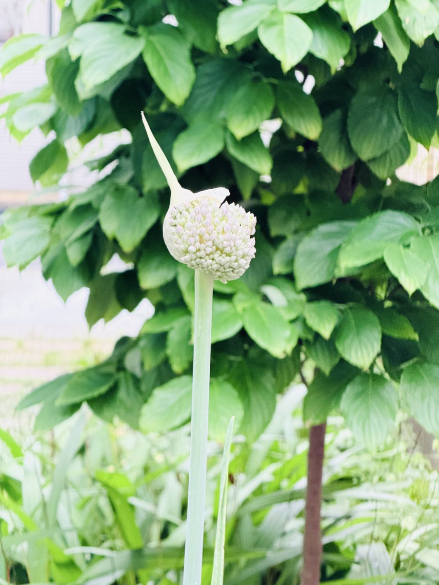 yukodazo1's tweet photo. ニンニクの花咲きました
背の高さは140cmくらい
花言葉は「勇気と力」🧄 https://t.co/tCjU5xSVST