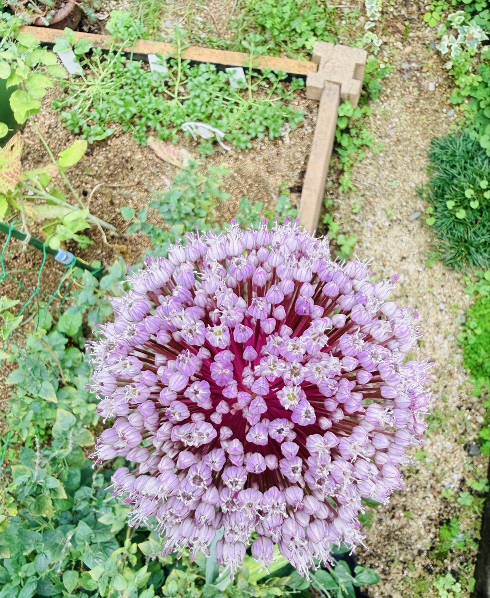 yukodazo1's tweet photo. ニンニクの花咲きました
背の高さは140cmくらい
花言葉は「勇気と力」🧄 https://t.co/tCjU5xSVST