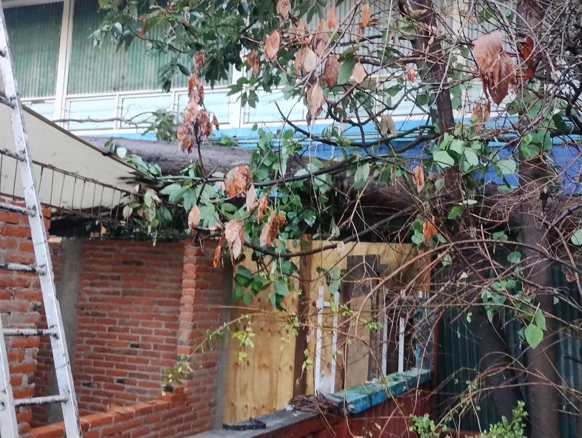 dowwell's tweet photo. Buen día @ClaraBrugadaM @mario_delgado @MHcesac
@OlaMHmx @AlcaldiaMHmx @mauriciotabe @SriaProtecCivil se solicita su valiosa intervención para retirar un árbol de aproximadamente 12m que cayó dentro de la Secundaria 20 en la Pensil https://t.co/DadUiBaXV4
