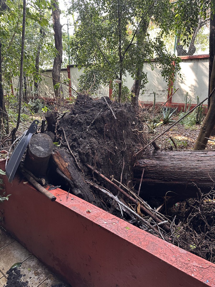 dowwell's tweet photo. Buen día @ClaraBrugadaM @mario_delgado @MHcesac
@OlaMHmx @AlcaldiaMHmx @mauriciotabe @SriaProtecCivil se solicita su valiosa intervención para retirar un árbol de aproximadamente 12m que cayó dentro de la Secundaria 20 en la Pensil https://t.co/DadUiBaXV4