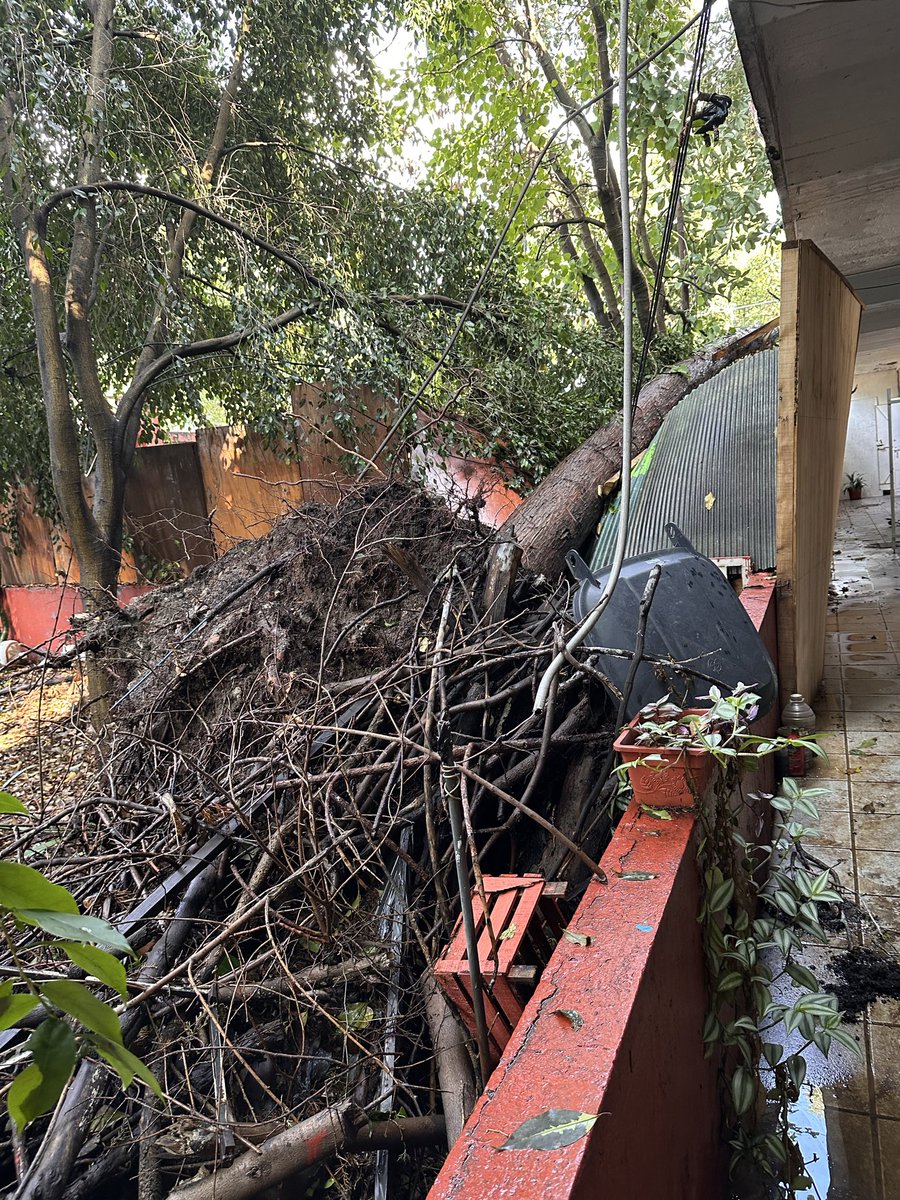 dowwell's tweet photo. Buen día @ClaraBrugadaM @mario_delgado @MHcesac
@OlaMHmx @AlcaldiaMHmx @mauriciotabe @SriaProtecCivil se solicita su valiosa intervención para retirar un árbol de aproximadamente 12m que cayó dentro de la Secundaria 20 en la Pensil https://t.co/DadUiBaXV4