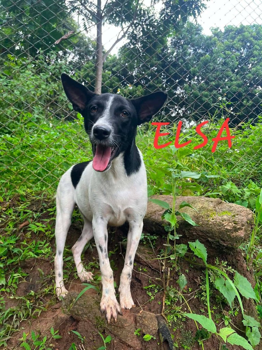 TheSoundOfAnim2's tweet photo. 🐕🐕🐕 3 magnifiques frères et sœurs à vous présenter : 🐾🐾 Josie, Elsa et Scout 🐾🐾
Ces 3 adorables loulous n'ont pas trouvé leur famille lors de notre programme d'adoption au refuge 🥺
Mais aujourd'hui, ils vivent ensemble, heureux et en sécurité💓
Bienvenue les loulous 💓 https://t.co/O91CfVY21t