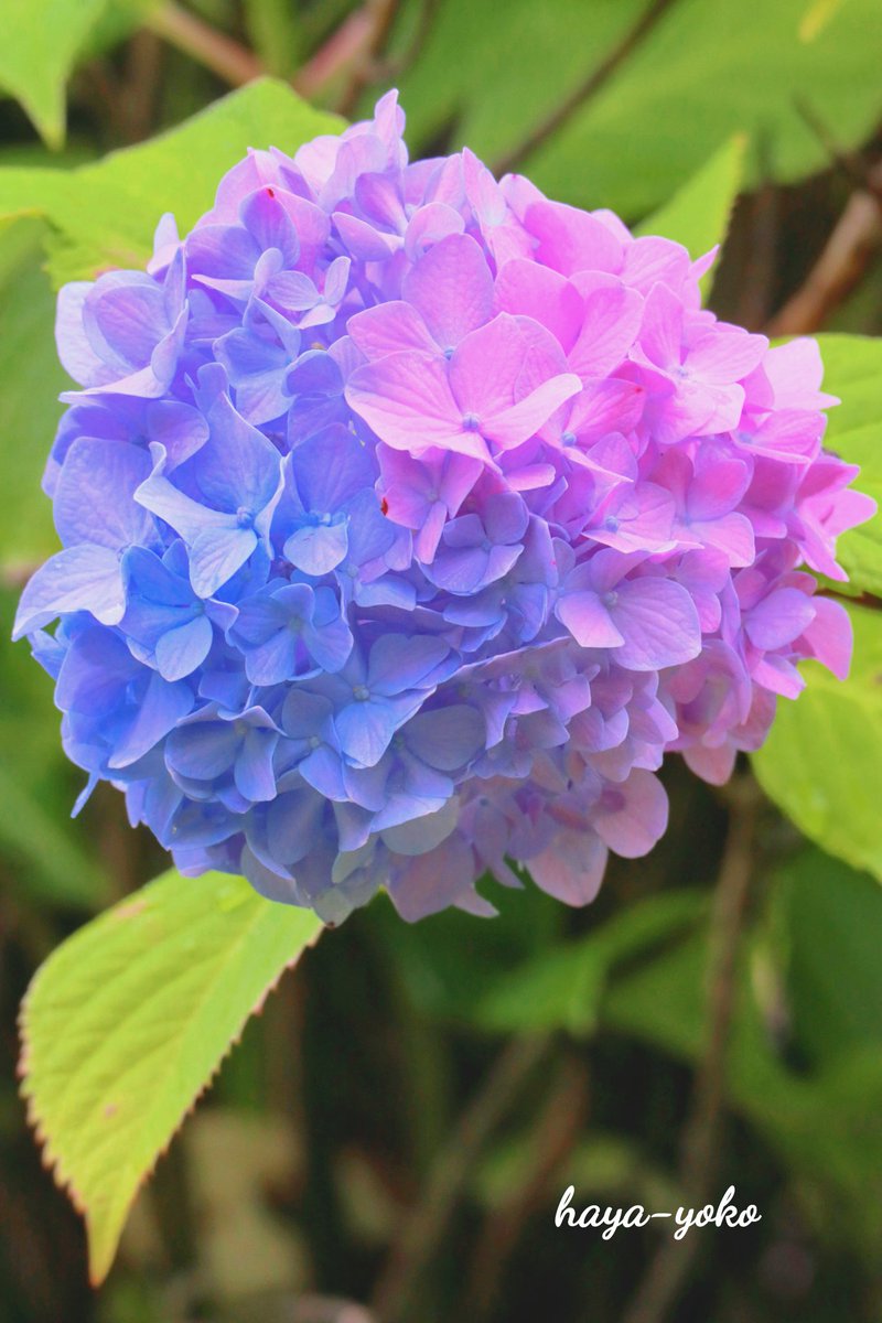 Rose50Prity's tweet photo. 皆さん
今日もありがとうございました！

タイムラインが大好きな紫陽花で溢れて嬉しいです🎶

明日もよろしくお願いします♪

楽しい日曜日になりますように！
お仕事の人は一緒に頑張りましょう😊

おやすみなさい🌃🌙

#あじさい 
#写真撮ってる人と繋がりたい 
#はなまっぷ https://t.co/PYGFpF80Jz