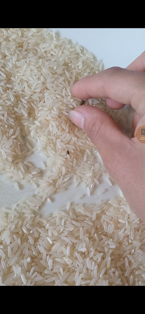 alaa05988218's tweet photo. @RadioWatermelon My situation doesn't allow me to buy clean food. Please donate, even a small amount. This rice is mixed with rat droppings and was cooked and eaten 😭🙏🏽٠https://t.co/uoFo0G3nOr https://t.co/8Tqnah621N