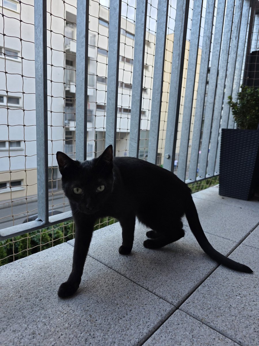 torlezn's tweet photo. literally my cat https://t.co/TcKZovKQax