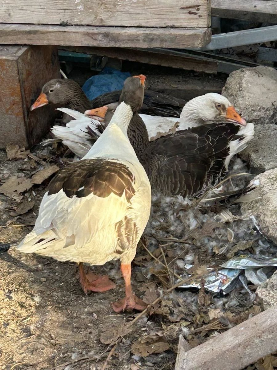 KudusMau's tweet photo. Silvan'da evi iki kez yıkılan Dr. Fahri Ebu Diyab’a, bahçesindeki kazlar için "hürriyetten alıkoyma" cezası kesilmişti; şimdi de kazlar Kudüs'ten sınır dışı ediliyor! İşgal rejimi zulümde sınır tanımıyor. 

https://t.co/5vCDNBbh1F
#Kudüs #KudüseDokun #MescidiAksa #KudüsüUnutma https://t.co/fjSm8RpSV2