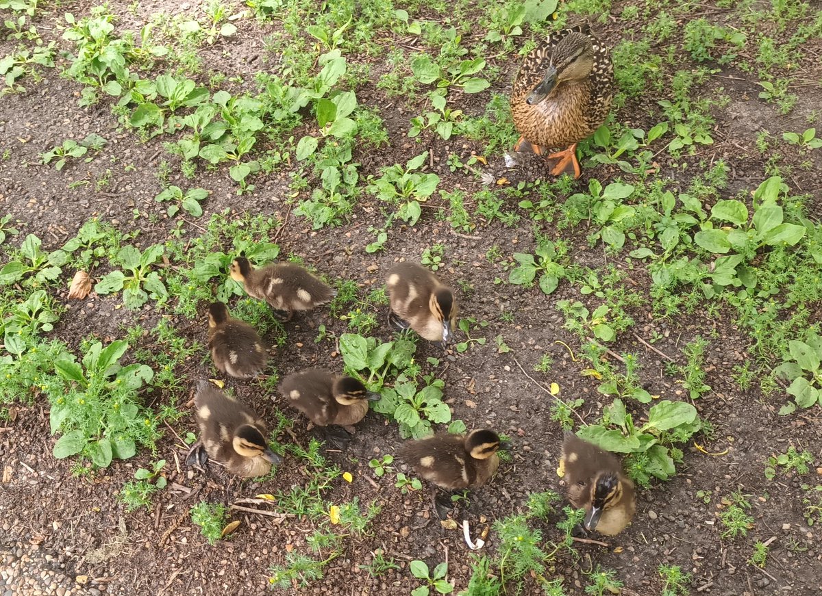 lexintothenex's tweet photo. Today a mama duck came up to me to show me all her little ducklings! ❤️ https://t.co/bSzmE3B4cI