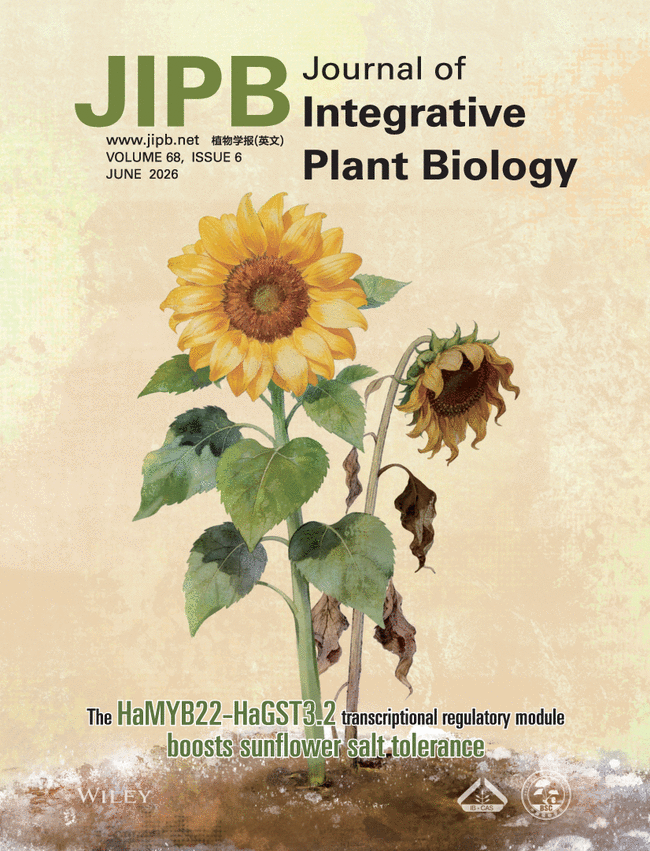 JIPBio's tweet photo. On the cover of our June issue, Zhang et al. report that the MYB22–GST3.2 module regulates salt tolerance in #sunflower, elucidating a key mechanism governing #abiotic #stress responses in this important #crop #plant.
https://t.co/k3SZPGMJca @WileyLifeSci #PlantSci #CropSci #JIPB https://t.co/285QRDIf9K