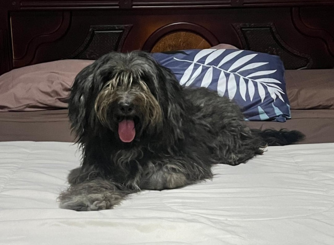 AlertaMePerdi's tweet photo. #ACTUALIZACION #PERDIDA #GUAYAQUIL
Nombre: #Mia
Fecha: 2026-06-07
Sector: Sur, Calles robles chember entre la 18 y 19 ava 914
Sexo: Hembra
Raza: Schnauzer
Observación: Manchas en las patitas color blanco
Contacto: 0997603640
¡Ayúdalo a volver con su familia!
#AlertaMePerdí https://t.co/loG7Itnpk1