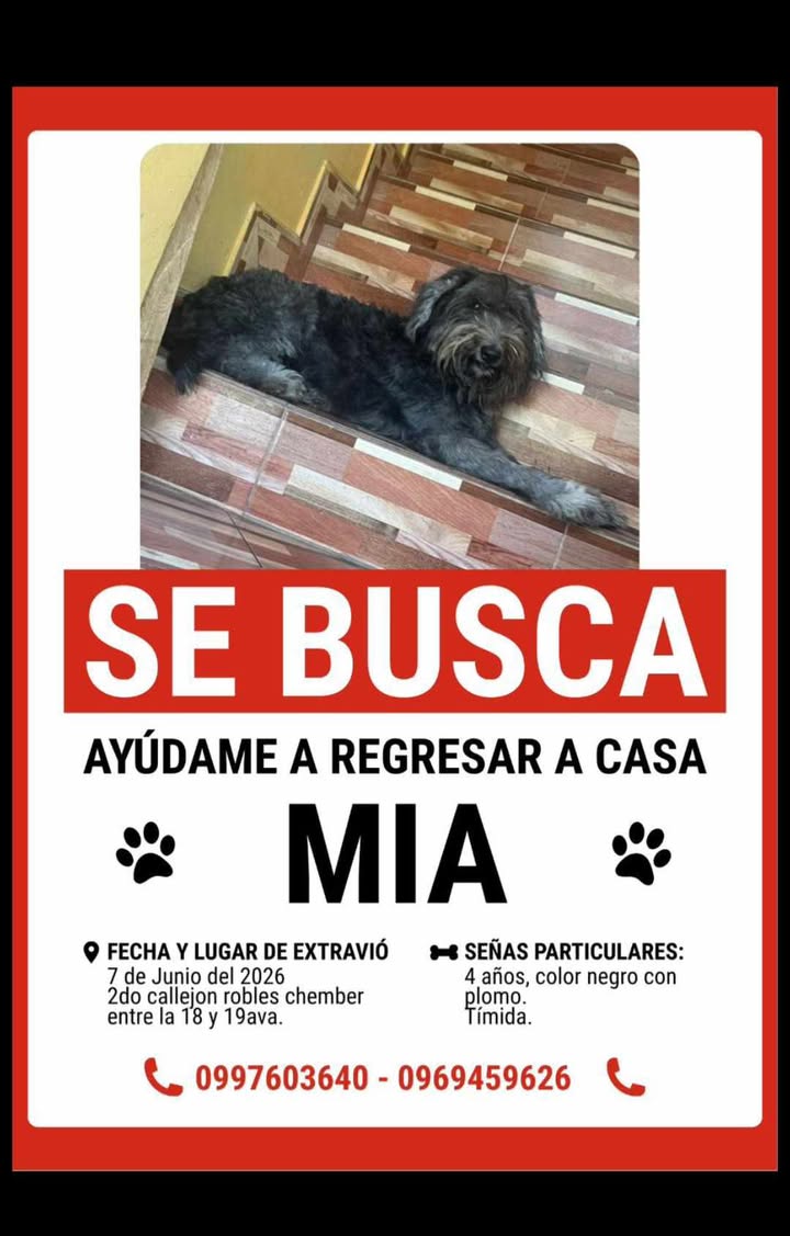 AlertaMePerdi's tweet photo. #ACTUALIZACION #PERDIDA #GUAYAQUIL
Nombre: #Mia
Fecha: 2026-06-07
Sector: Sur, Calles robles chember entre la 18 y 19 ava 914
Sexo: Hembra
Raza: Schnauzer
Observación: Manchas en las patitas color blanco
Contacto: 0997603640
¡Ayúdalo a volver con su familia!
#AlertaMePerdí https://t.co/loG7Itnpk1