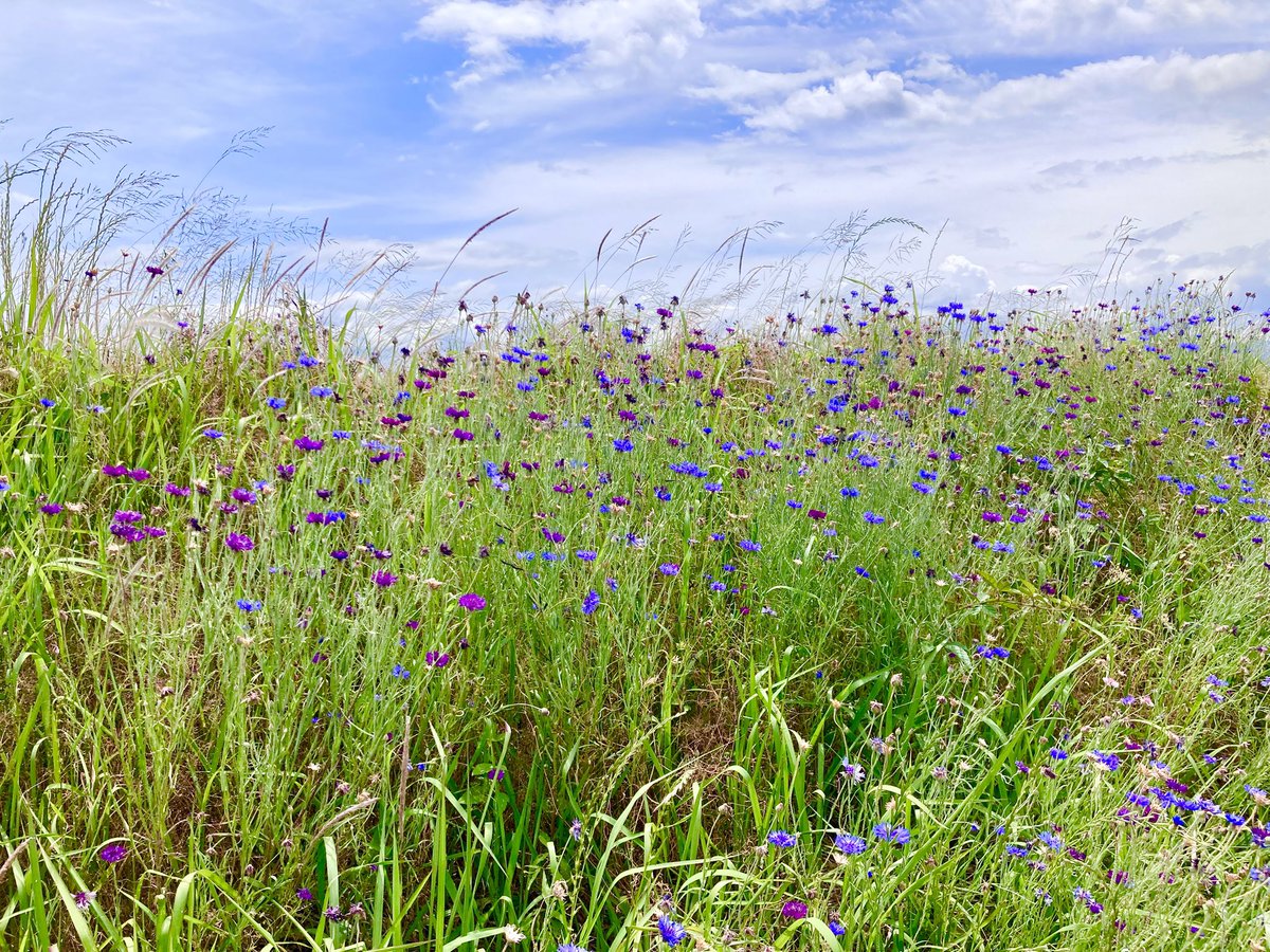 _nk666's tweet photo. 𝑂𝑀𝐺。気付けば6月も半ばに。
まーたSNS放置しておりました(◞ ̫◟)
平和に、平和に、生きています🕊
喜怒哀楽と共に、生きています🕊
5月末に牧場行ったりしたよ🐮
最近、髪が黒くなたよ🐾
またいつか、ご自愛ください/•᷅•᷄\୭ https://t.co/LgmwVowyoN