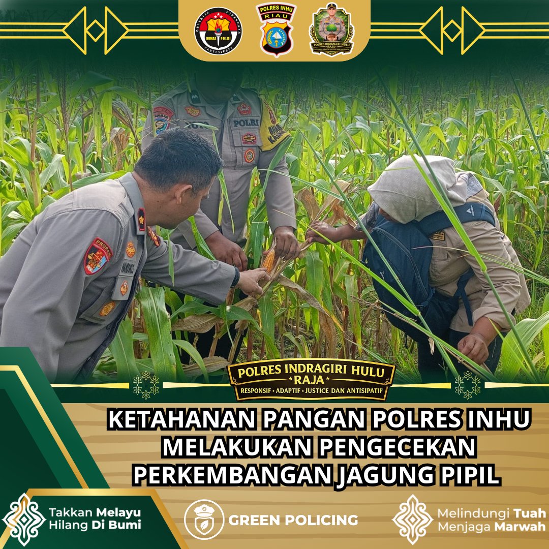 HumasResInhu's tweet photo. Ketahanan Pangan Polres Inhu Pengecekan Perkembangan Jagung Pipil
#PolriBersamaMasyarakat
#polresinhu
#ketahananpangan
#swasembadapangan
#polricintapetani https://t.co/ZgNeFX0FYA