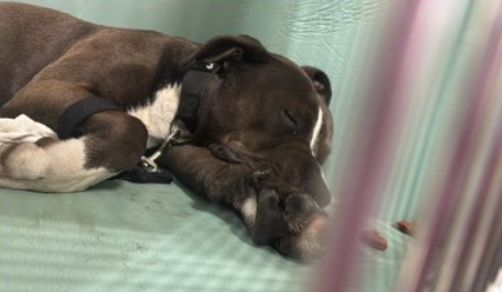 NMBewitched's tweet photo. Imagine, the safest you have felt in a long time is surrounded by barking, crying & screaming?
Bearstein😍😇🥰
Start making room in your home
On 3 Day Stray Hold
#NYCACC #256919
Go get your Soul Dog! https://t.co/7TsX0s54fv