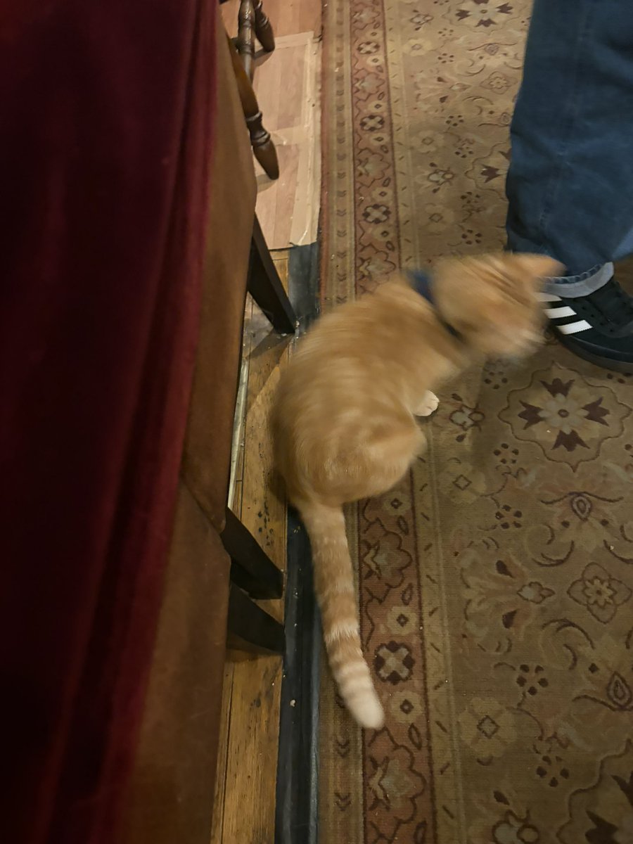 dvvkrw's tweet photo. 犬好きだけど猫 https://t.co/LYMaBN8b7s