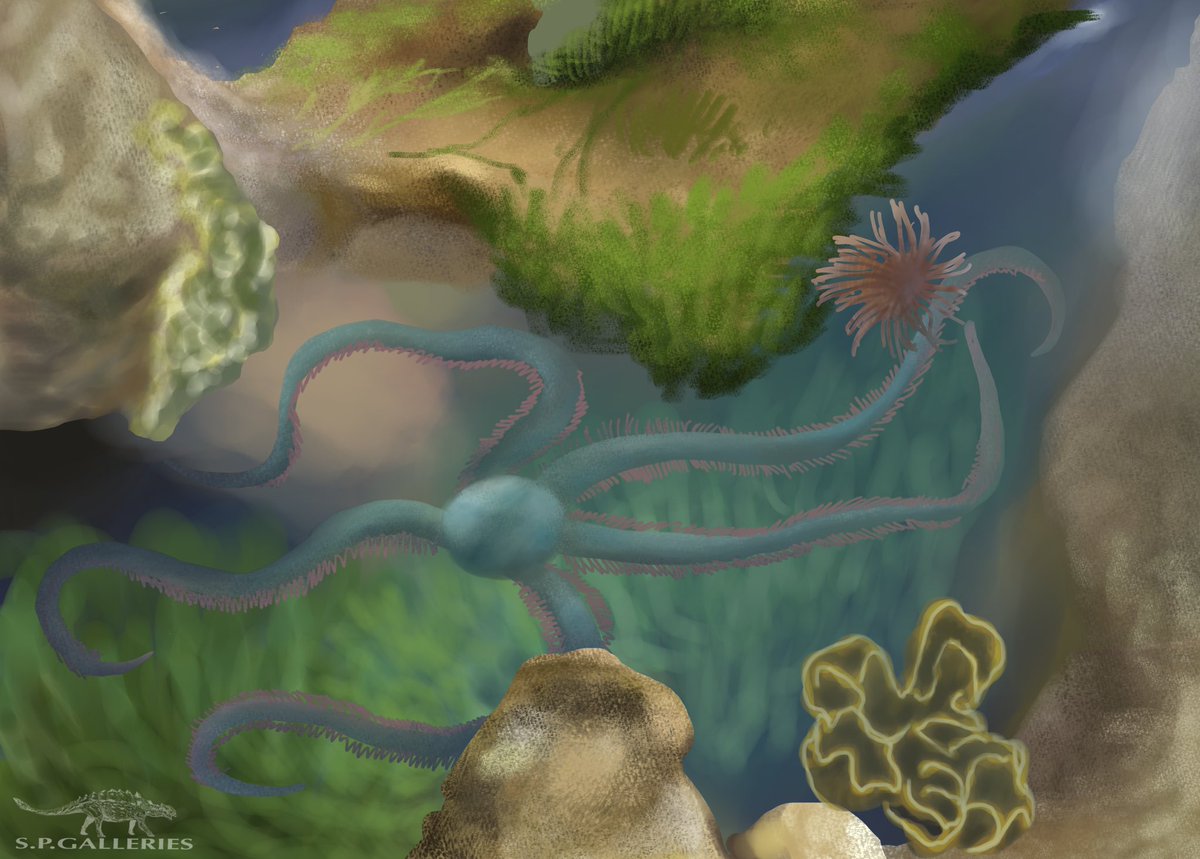 SP_galleries's tweet photo. KAIJUNE DAY 12 - TIDE POOL
A wandering Na Kika https://t.co/bI87ctXFQK
