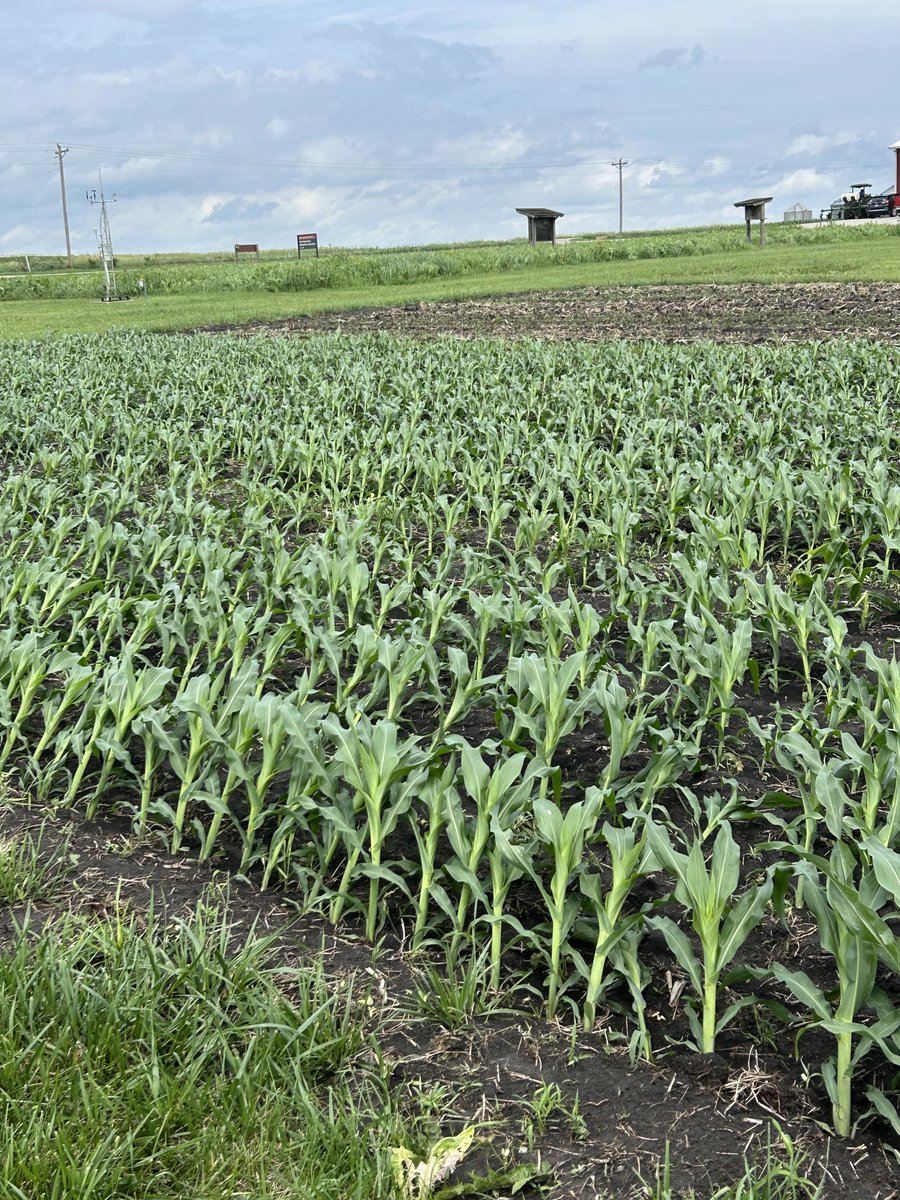 ISUFieldLab's tweet photo. Mother Nature kept us on our toes this week. Two rounds of storms brought strong winds and heavy rainfall to the Ames area, leaving standing water and some green snap in corn fields.π½βοΈ #FEEL #ISUExtension #IowaAg https://t.co/Q5dlEhs7I6