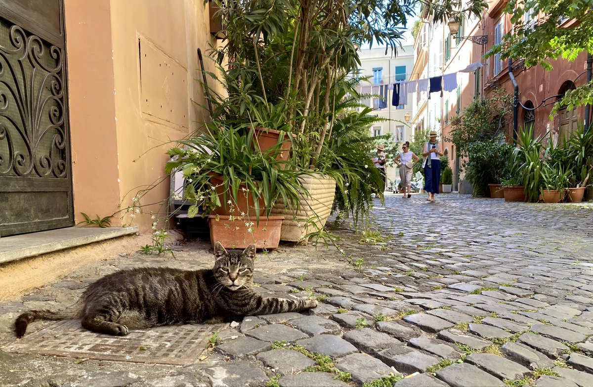 antoniosilvi's tweet photo. Vicolo del Leopardo, dove visse Pupone, gatto Trasteverino che ebbe “animo d’onore e libertà” (c’è una piccola lapide al civico 11 che li ricorda…)  #Roma #trastevere https://t.co/O7Nf3f1H3Q
